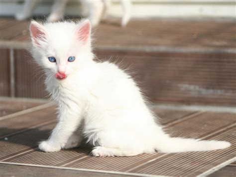 Turkish angora kitten - Length: 9–14 inches. Weight: 5–10 pounds. Lifespan: 15–20 years. Colors: White, black, blue, red, cream, and patterns including tabby, spotted, and bicolor. …